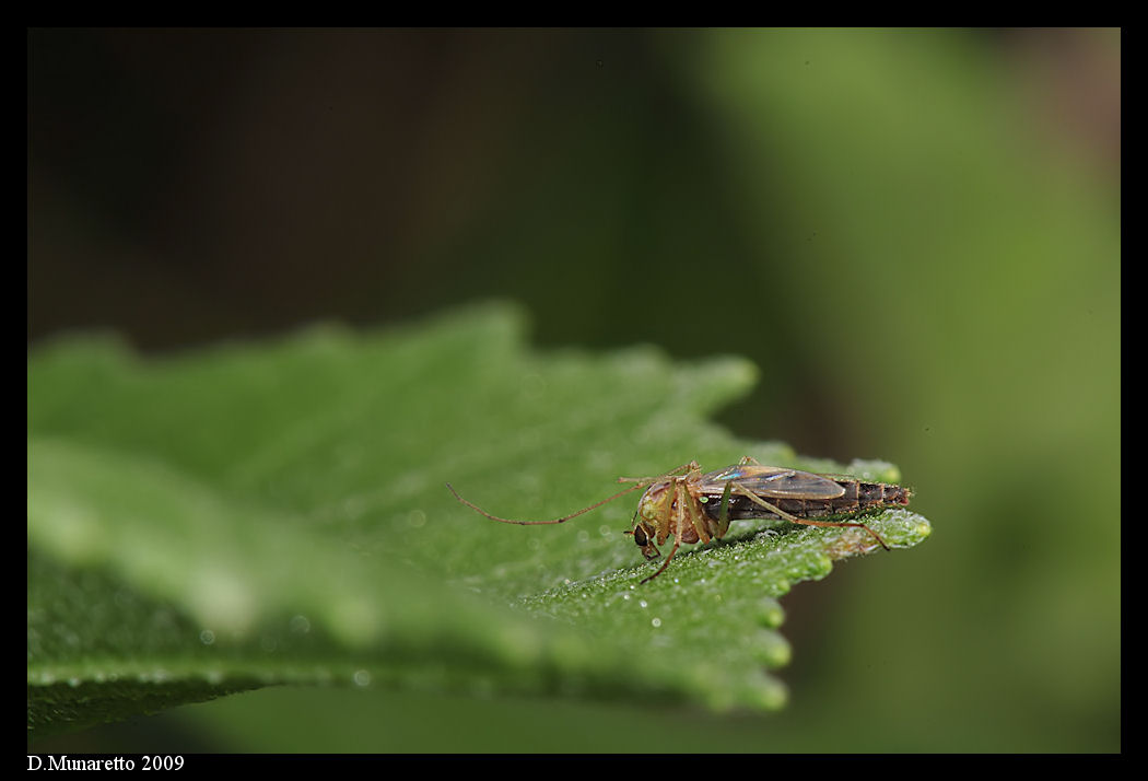 Chironomide...documentaristico